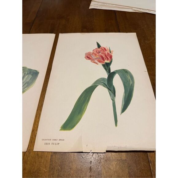 Flowers Drawn by Arlette Davids Text by Princess Bibesco prints Tulips 10x14” - Picture 3 of 9